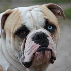 Amerikansk bulldog ABO´s King Joey