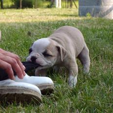 Amerikansk bulldog ABO´s King Joey