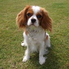 Cavalier king charles spaniel Salli