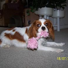 Cavalier king charles spaniel Salli