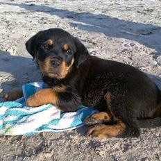 Rottweiler Bailey