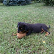 Rottweiler Bailey