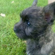 Cairn terrier Maya