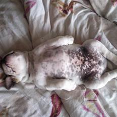 Engelsk bulldog Magnus