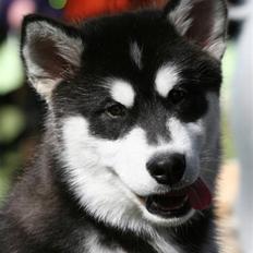 Alaskan malamute Jet