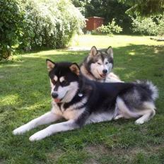 Alaskan malamute Jet