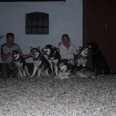 Alaskan malamute Jet