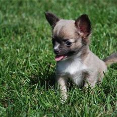 Chihuahua Xenia From Paradies