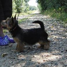 Norwich terrier Turbo Bønnen