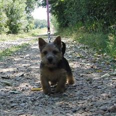 Norwich terrier Turbo Bønnen