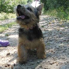 Norwich terrier Turbo Bønnen