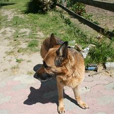 Schæferhund Koldbakken´s Xenia