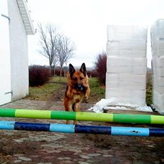 Schæferhund Koldbakken´s Xenia