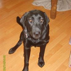 Labrador retriever Stacey,
