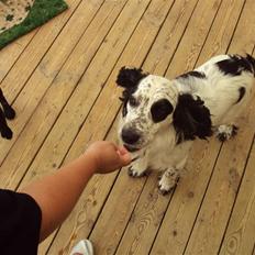 Blanding af racer Otto