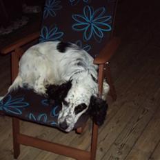 Blanding af racer Otto