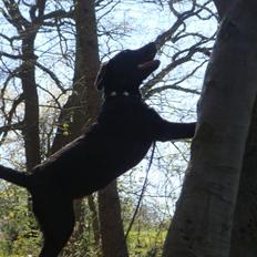 Labrador retriever Fenya