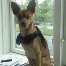 Blanding af racer Emil