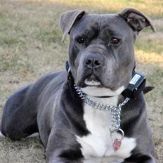 Amerikansk staffordshire terrier Blue ''Almas'' Diana