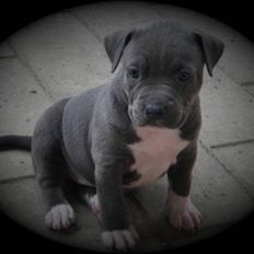 Amerikansk staffordshire terrier Blue ''Almas'' Diana