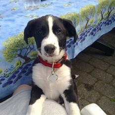 Blanding af racer Diva