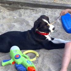 Blanding af racer Diva