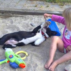 Blanding af racer Diva