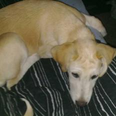 Blanding af racer Cayla