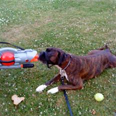 Boxer Febæks La Sif