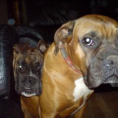 Boxer Febæks La Sif