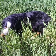 Berner sennenhund gainits asalie