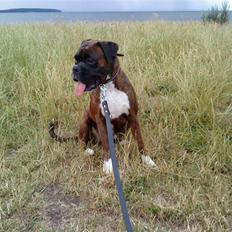 Boxer Febæks La Sif