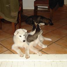 Alaskan husky kenai