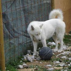 Alaskan husky kenai