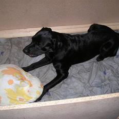 Blanding af racer Chico