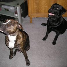 Blanding af racer Chico