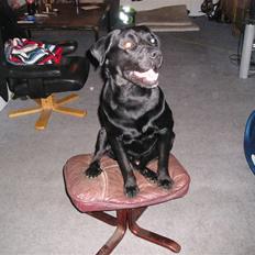 Blanding af racer Chico