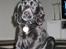 Cocker spaniel Charlie solgt:'(
