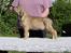 Irsk ulvehund Anouk