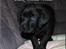 Labrador retriever black-mocca Vivaldi