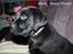 Labrador retriever black-mocca Vivaldi