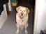 Labrador retriever Piv, aflivet 04-04-12 - 15. venter på der bliver sagt værs´go