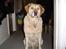 Labrador retriever Piv, aflivet 04-04-12 - 16. venter på der bliver sagt værs´go