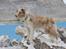 Border collie Gjerulff BS After Eight