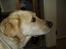 Labrador retriever Piv, aflivet 04-04-12 - 18. piv fra siden af