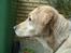Labrador retriever Piv, aflivet 04-04-12 - 19. piv fra siden af 