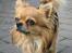 Chihuahua Figo