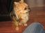 Chihuahua Figo