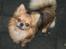 Chihuahua Figo