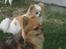 Chihuahua Figo